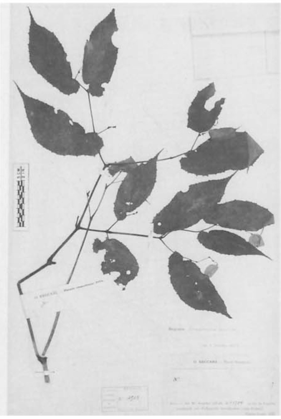 B. divaricata var. divaricata